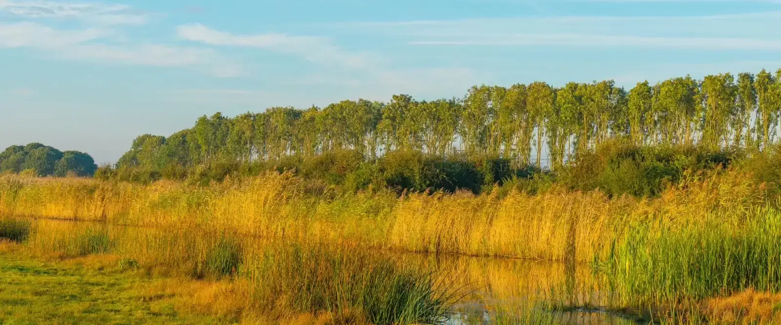 Gravel Road Mossy Water